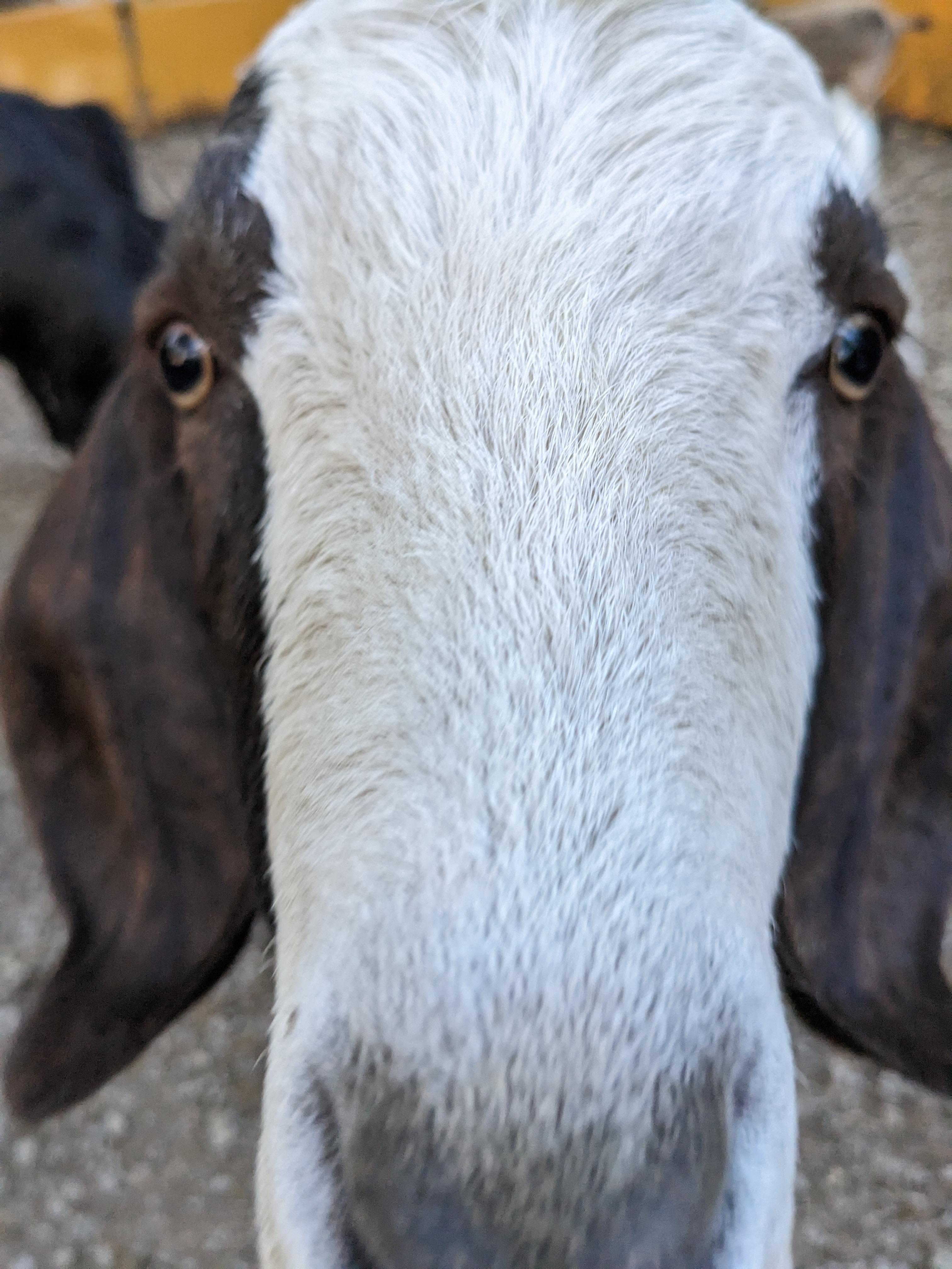 Ruby the Goat
