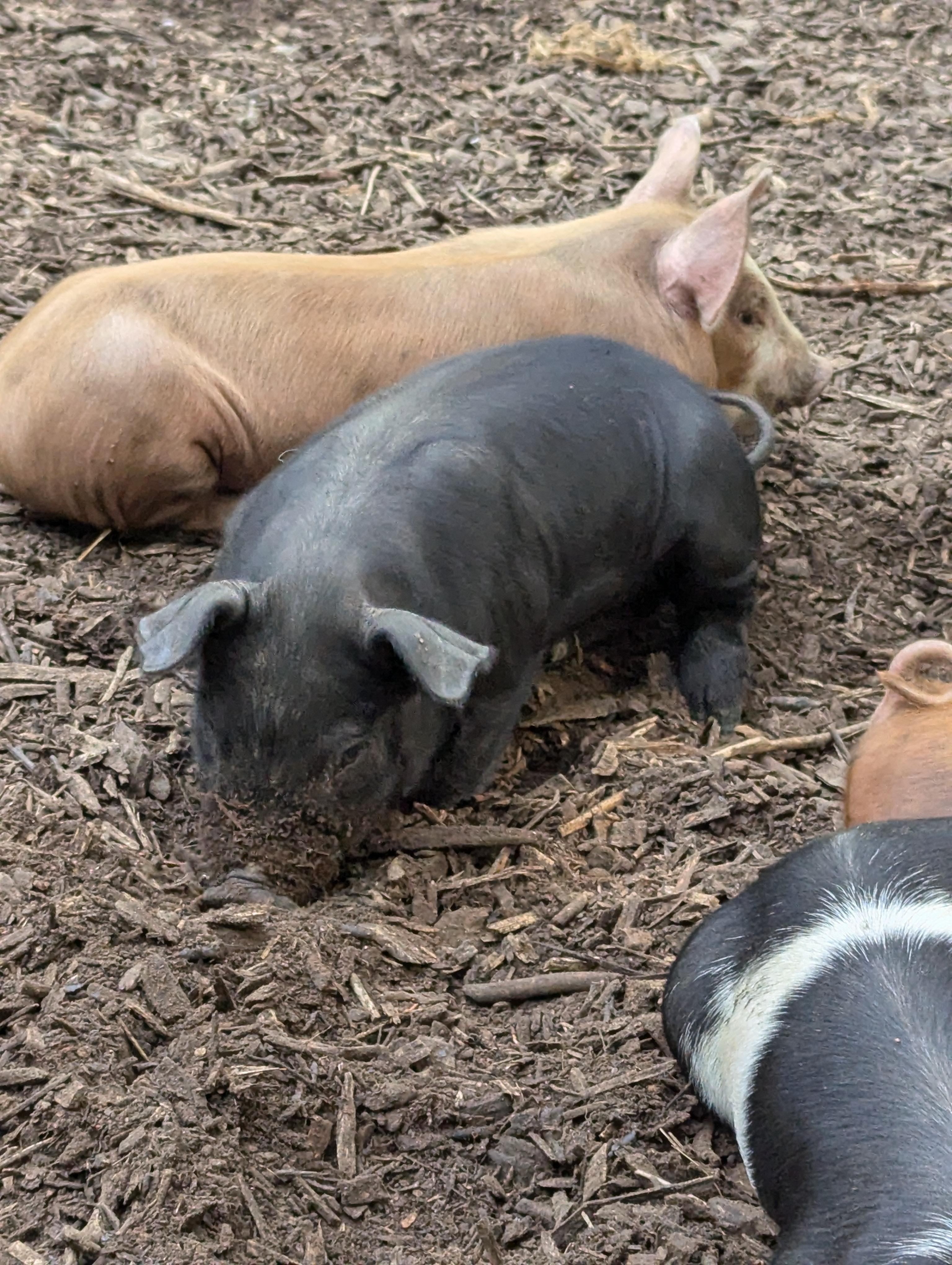 Baby Pigs