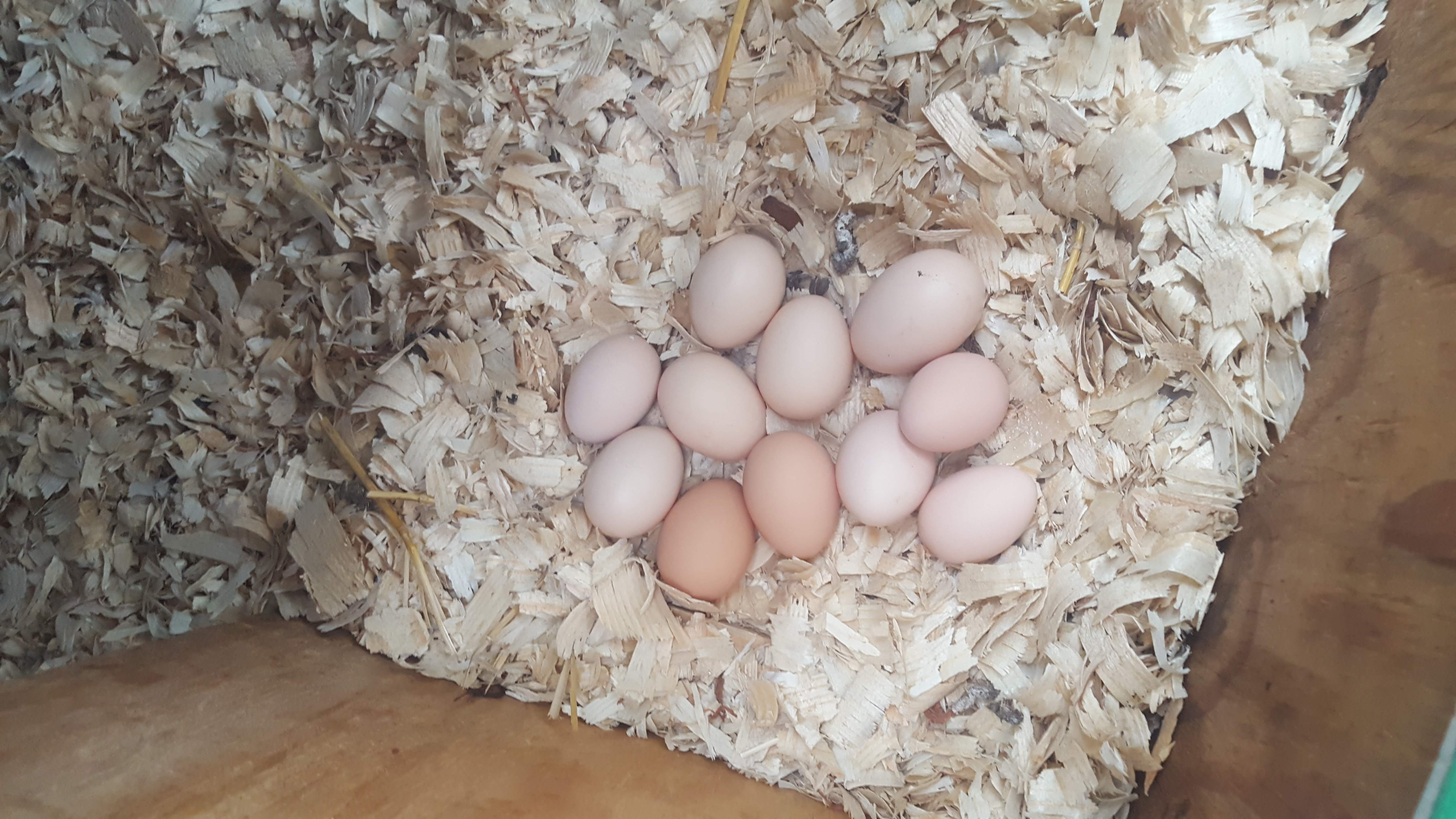 Chicke Eggs