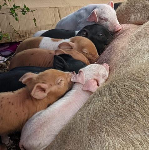 A picture containing indoor, mammal, laying, dog

Description automatically generated